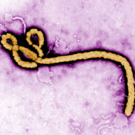 Ebola